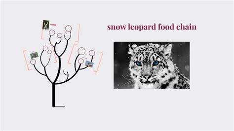 snow leopard food chain by avery elliott on Prezi