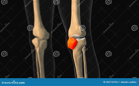 Medical Animation of the Patella Bone Pain Stock Illustration - Illustration of lifestyles ...