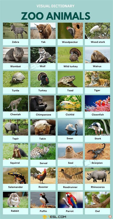 Zoo Animals List in English • 7ESL | Zoo animals, Zoo animals names, Pictures of zoo animals