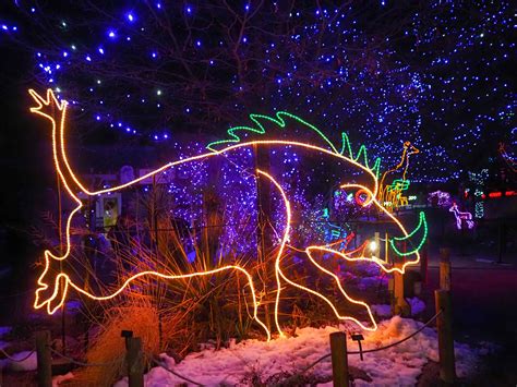 Little Hiccups: Denver Zoo Lights