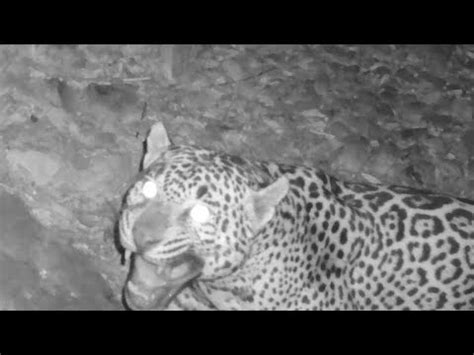 CBD: 'Southern Arizona Jaguar Video Confirms New Cat' - Patagonia ...