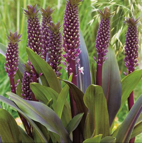 Eucomis 'Sparkling Burgundy' Pineapple Lily – Rare Roots