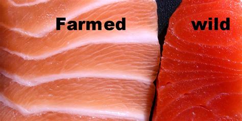 Farmed Salmon Delivers Half the Omega-3s of Five Years Ago - EcoWatch