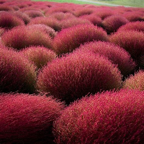 Kochia Burning Bush Seeds (Kochia Trichophylla) 100+Seeds in 2021 | Burning bush, Bush seeds ...