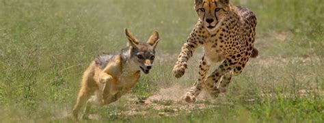 Masai Mara national reserve - masai mara national park