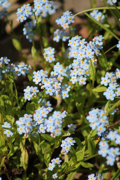 Likeness in a Change of Scenery: Northern Minnesota Wildflowers - Colorful Summer Invaders