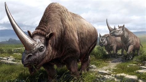 Elasmotherium sibiricum in the foreground, Merck's Rhinoceros just behind, and a Woolly ...