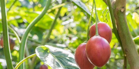 tree tomato seedlings in kenya - Pasharn Fruit Nursery Kenya