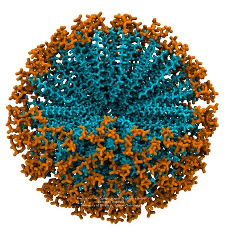 "Micelles are a very beautiful result of some relatively simple chemistry in biological systems ...