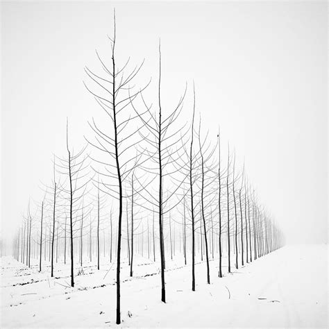 Black and White Photographs Capture the Striking Appearance of Bare ...