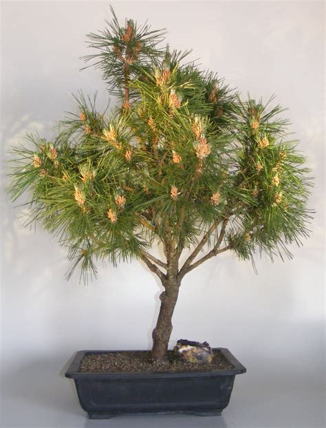 View Dwarf Mugo Pine Bonsai Care PNG - Hobby plan