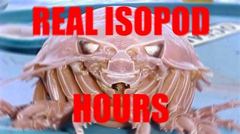 REAL ISOPOD HOURS MEME - YouTube