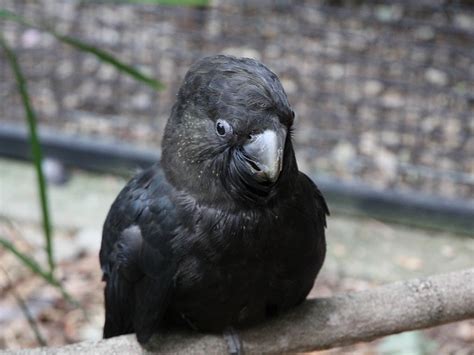 Glossy Black-Cockatoos Conservation :: Currumbin Wildlife Sanctuary