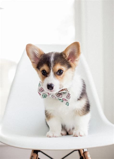 Adorable Small Tricolor Corgi Puppy Sitting On Chair With Heart Bowtie Photograph by Cavan ...