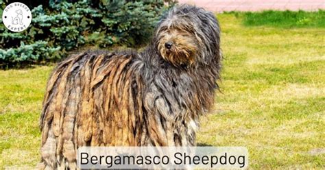 Bergamasco Sheepdog Dog Breed Information and Facts