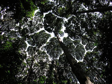 Loss of tropical forests reduces rainfall