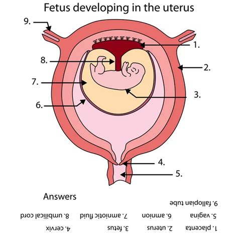 Diagrama completamente etiquetado del feto que se desarrolla en el ...