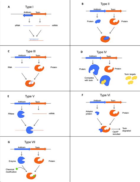 Major types of toxin-antitoxin systems (A-G). Toxins are shown in... | Download Scientific Diagram