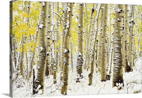 Aspen Grove In Winter Wall Art, Canvas Prints, Framed Prints, Wall ...