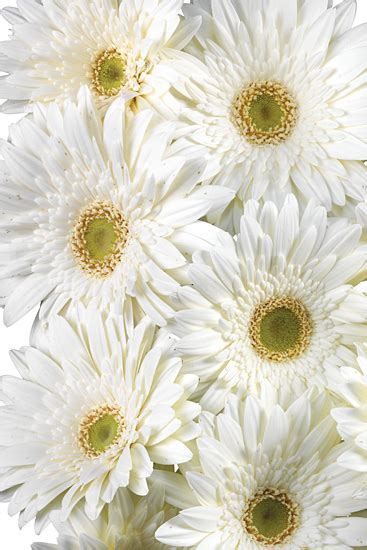 White Gerbera Daisies - Calyx Flowers, Inc