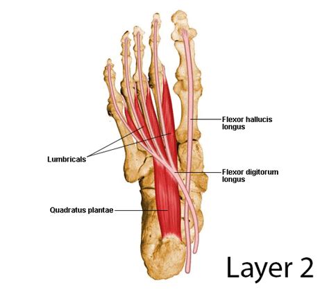 Layers of the Plantar Foot - Foot & Ankle - Orthobullets