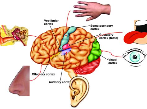 Human Brain Sensory Maps. This figure is to show the analogy between ...