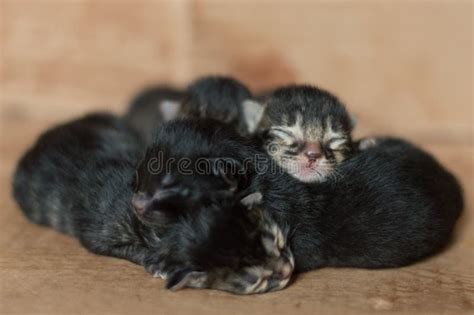 Little Blind Newborn Kittens Sleeping in a Cardboard Box Stock Image - Image of funny, kitten ...