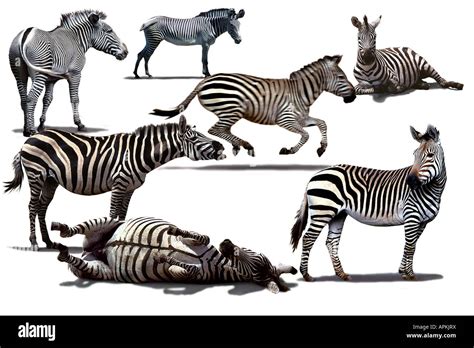 the three species of zebra: Grevy's Zebra (top left), Common Zebra ...