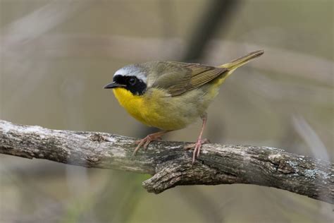 Common Yellowthroat (male-spring) – Jeremy Meyer Photography