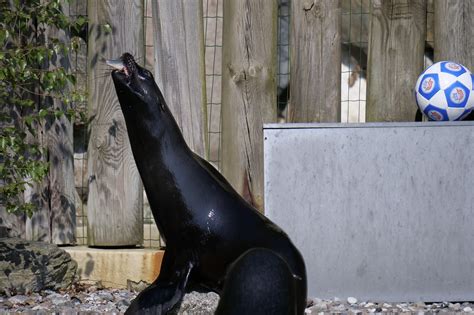 Sea lion, feeding, sea animal, water creature, animal - free image from needpix.com