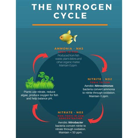 Freshwater Aquarium Water Quality: The Nitrogen Cycle & Optimal Water ...