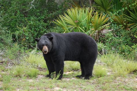 Florida Bears Looking for Food in Fall / Public News Service