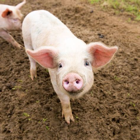 Pigs and Hogs history and some interesting facts