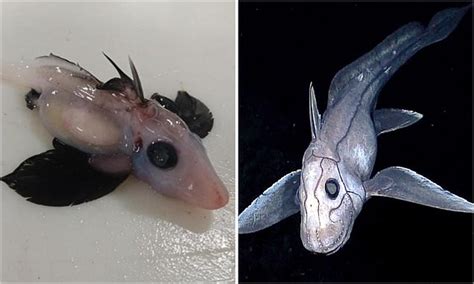 Incredibly rare baby ghost shark found at 1.2km depth off New Zealand's ...