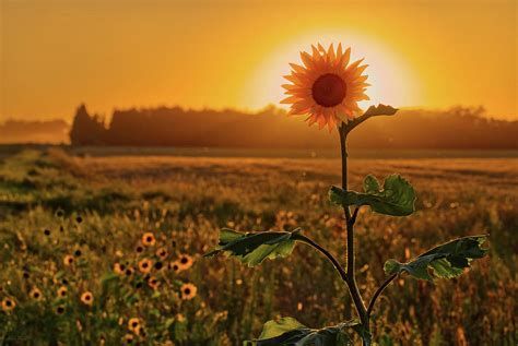 Sun-Flower-Syzygy - lone sunflower with sun on ND roadside Photograph by Peter Herman | Pixels