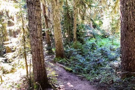 Falls Lake Trail in the Coquihalla Recreation Summit Area | Vancouver ...