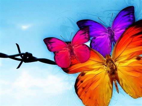 Animated Butterfly Wallpapers - Top Free Animated Butterfly Backgrounds ...