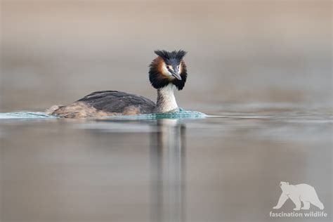 Wild Bavaria - Fascination Wildlife