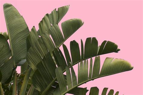 Tropical Palm Tree Pink Background | Palm tree art, Plants, Palm trees