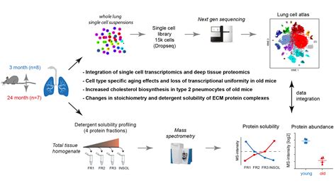 An atlas of the aging lung mapped by single cell transcriptomics and deep tissue proteomics ...