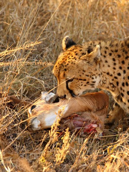 Hunting Cheetah - Hunting Namibia