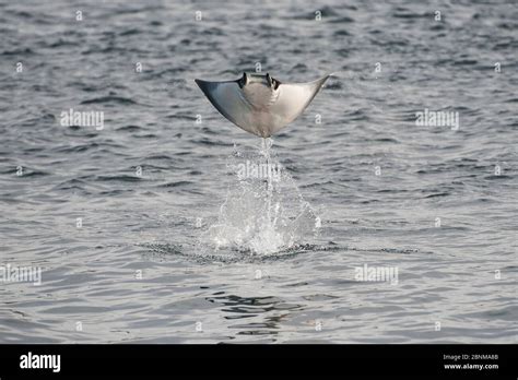 Munk's mobula ray / Devilray (Mobula munkiana) leaping out of the water ...