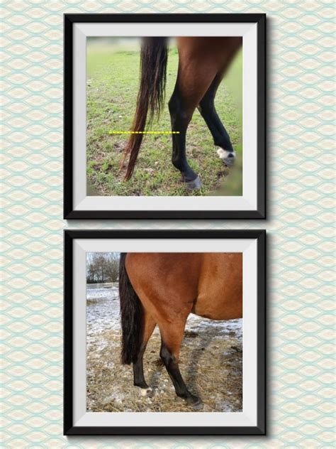 HOW TO PROVIDE THE BEST HORSE TAIL CARE - Braid Secrets