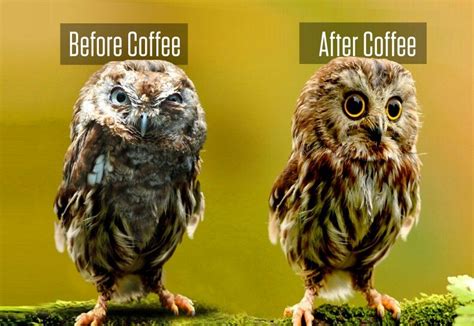 Before and after coffee | Owl, Owl pictures, Funny owls