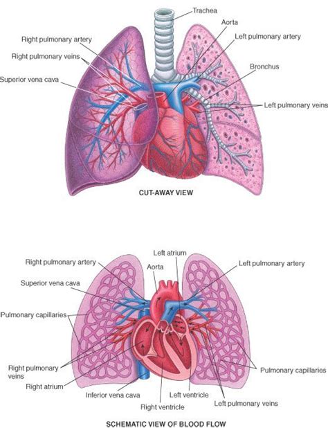 Pin by Barb Montaperto on Respiratory System Nursing | Medical transcriptionist, Nursing school ...