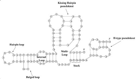 RNA Secondary Structure and Substructures | Download Scientific Diagram