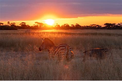 Pro Tips for Amazing Photography during an African Safari