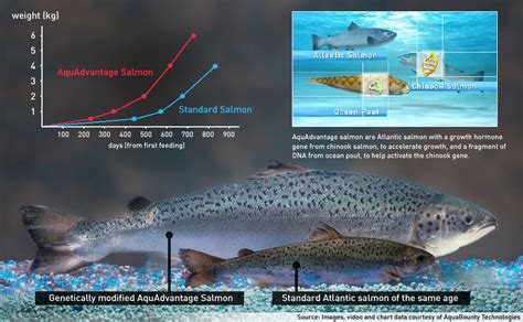 Avoid Disease-Prone GMO AquAdvantage Salmon from AquaBounty! – Real Food Houston