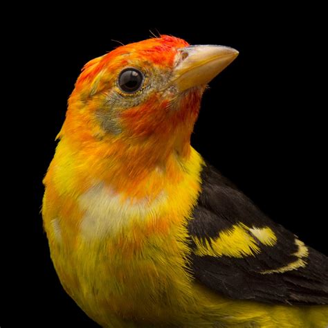 Western Tanager | National Geographic