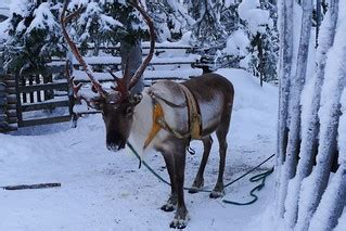 Reindeer | Reindeer at Cafe Lammintupa, Ruka, Finland | Timo Newton-Syms | Flickr